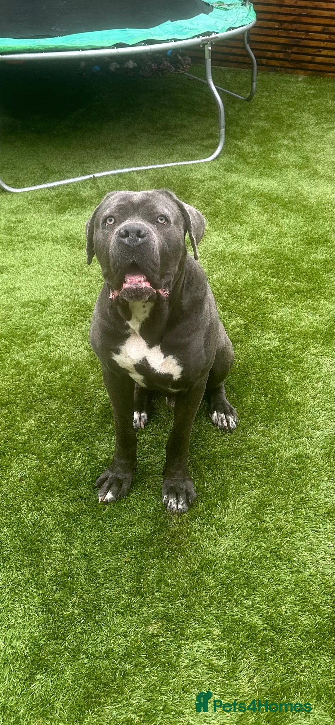 Cane Corso dogs for sale: Cane corso male  - Advert 2