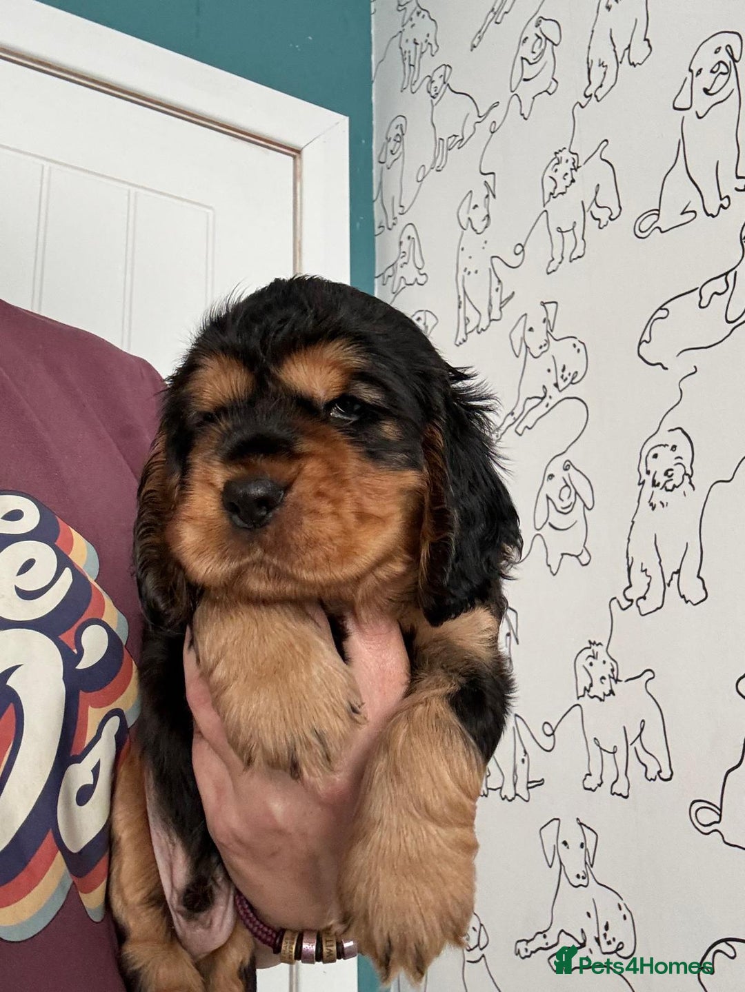 Cocker Spaniel dogs for sale: KC & HEALTH TESTED CHOC SABLE PUPS - Image 18