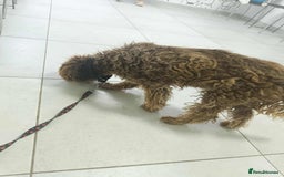 Lagotto Romagnolo dogs for adoption: Jack!  - Image 3