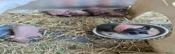 Guinea Pig rodents for sale: 1 boar 1 sow violet and black skinny pig - Advert 3