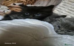 Ragdoll cats for sale: Ragdoll kittens  - Image 21