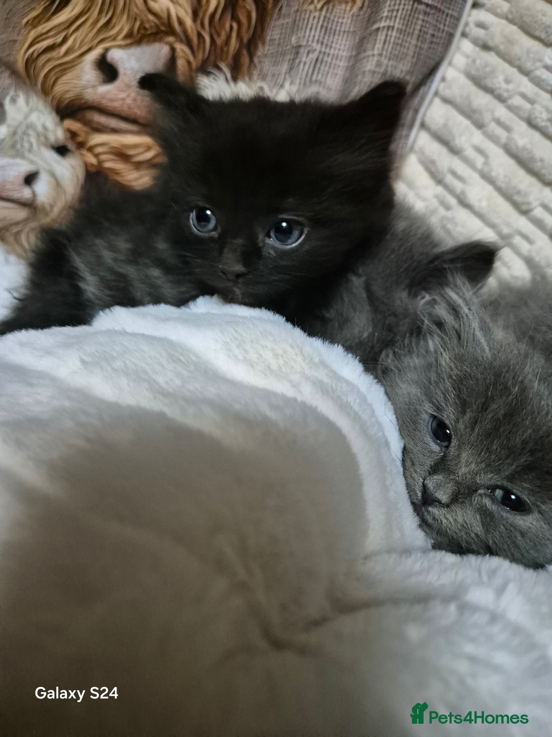 Ragdoll cats for sale: Ragdoll kittens  - Image 21