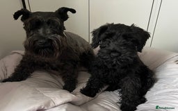 Miniature Schnauzer dogs for sale: Black pedigree miniature schnauzer - Female - Image 6