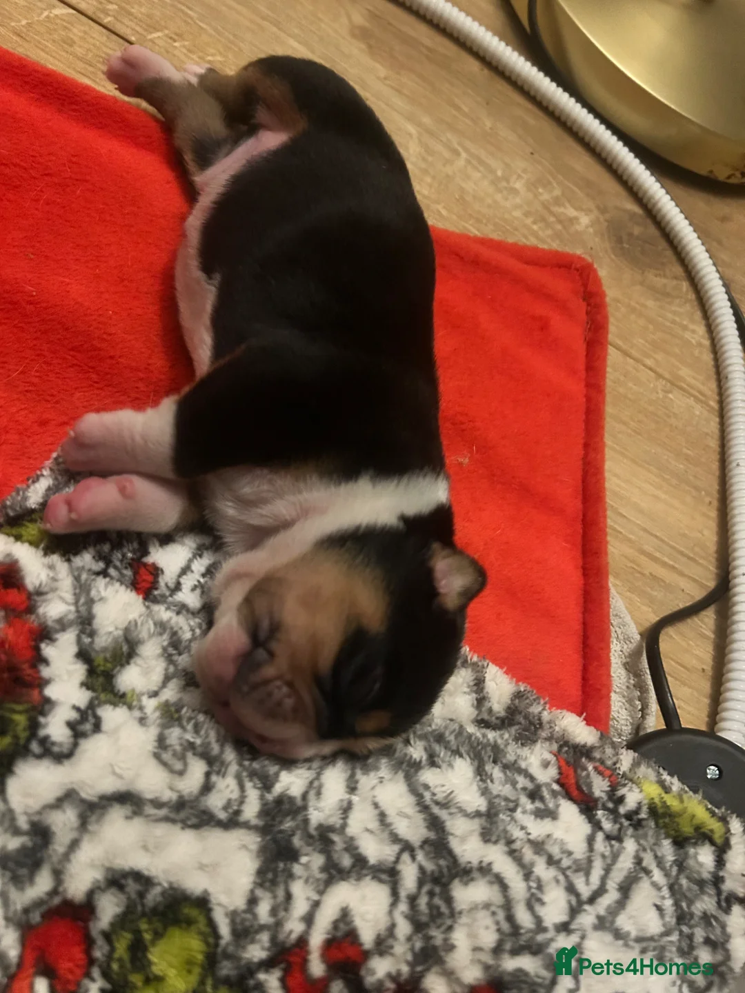 Olde English Bulldogge dogs for sale: Beautiful olde English bulldogs - Advert 2