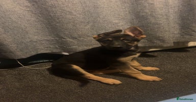 German Shepherd dogs - Advert 2