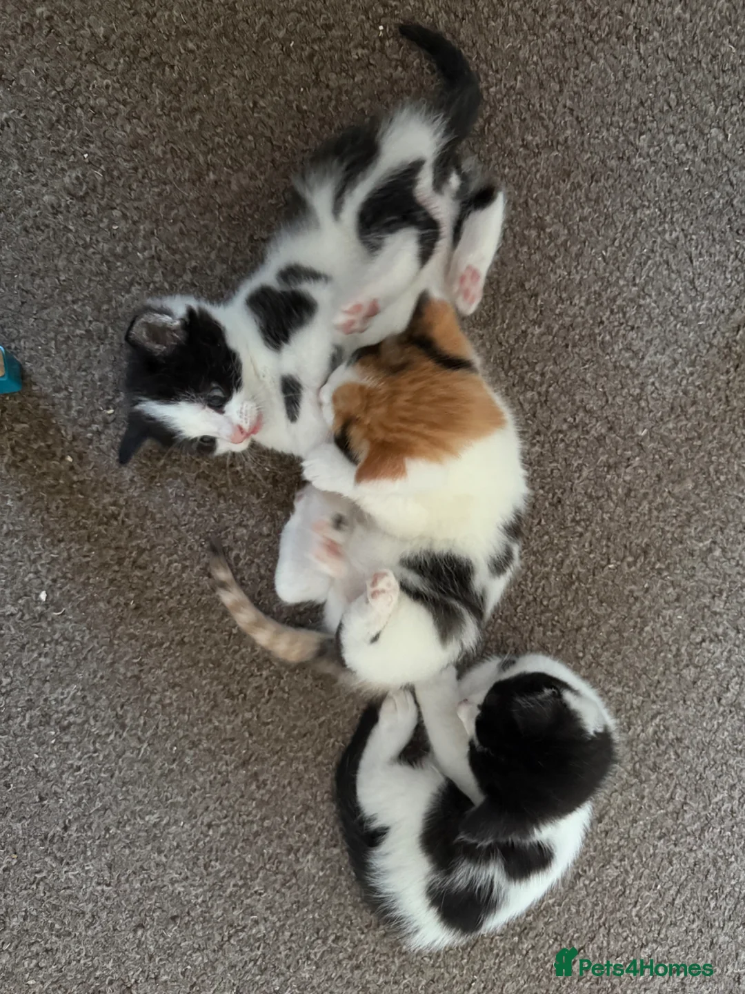 Mixed Breed cats for sale: 4 Beautiful kittens with unusual markings - Advert 19