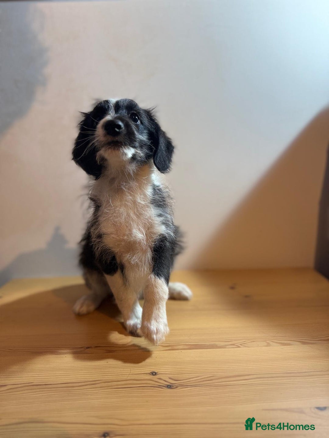 Mixed Breed dogs for sale: Stunning litter of Welsh Collie X Toy Poodle - Advert 11
