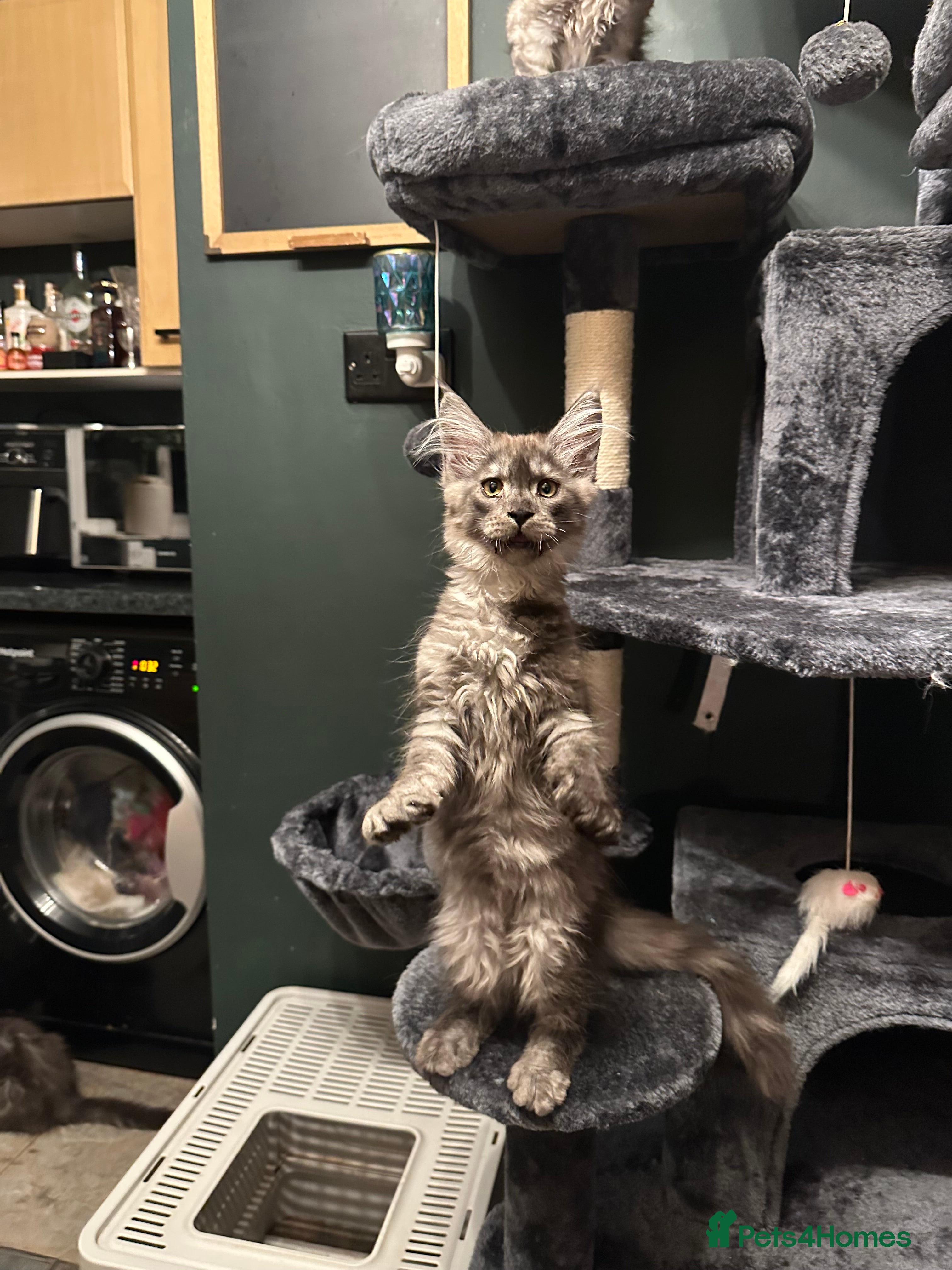 Maine Coon cats Tica Active Kittens ready now - Advert 1