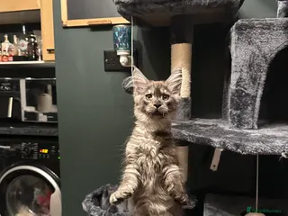 Maine Coon cats Tica Active Kittens ready now - Advert 1