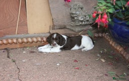 English Springer Spaniel dogs for sale: Family bred and home reared.  - Image 1