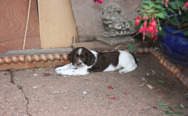 English Springer Spaniel dogs - Advert 3