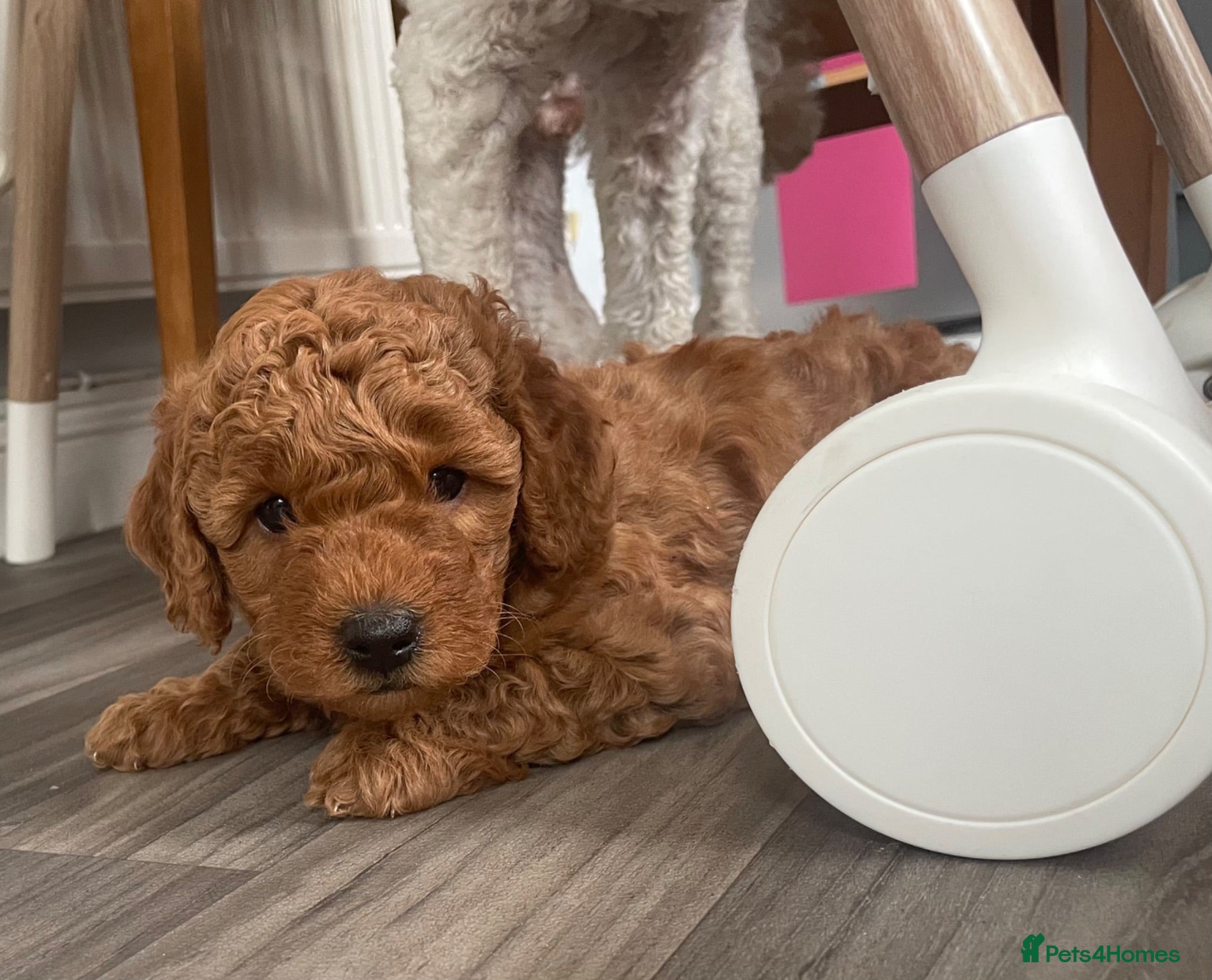 Miniature Poodle dogs KC Registered & Health checked Min. Poodle Puppies - Advert 1