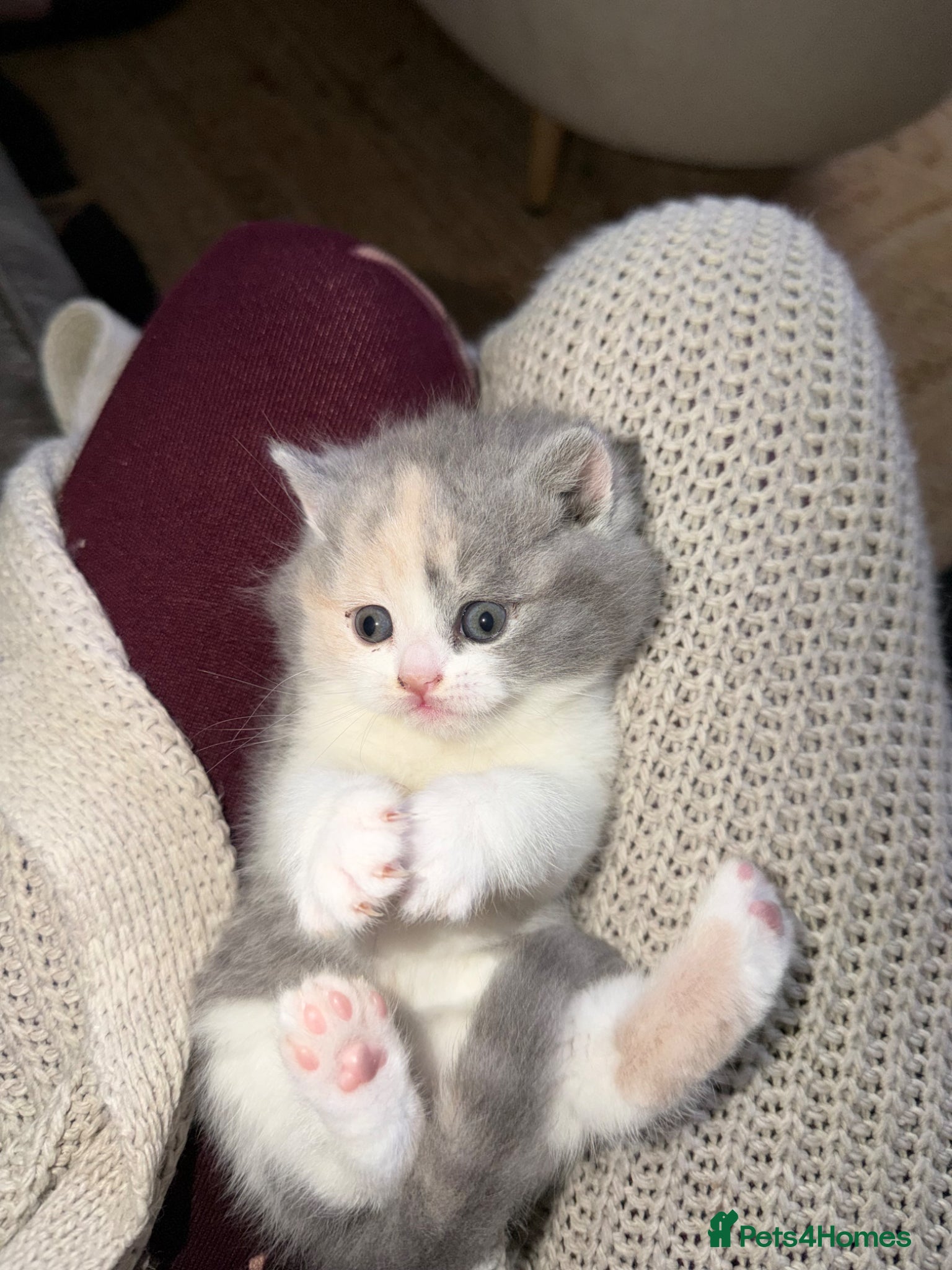 British Shorthair cats British shorthair kittens 2 calico girls left 😍 - Advert 4