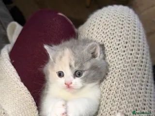 British Shorthair cats British shorthair kittens 2 calico girls left 😍 - Advert 1