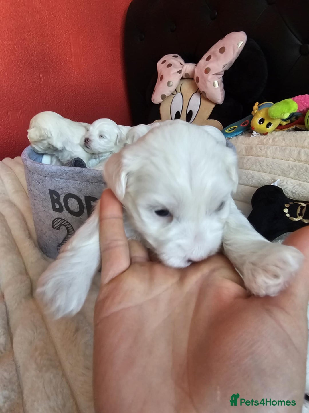 Bichon Frise dogs for sale: 6 bichon maltes - Image 4
