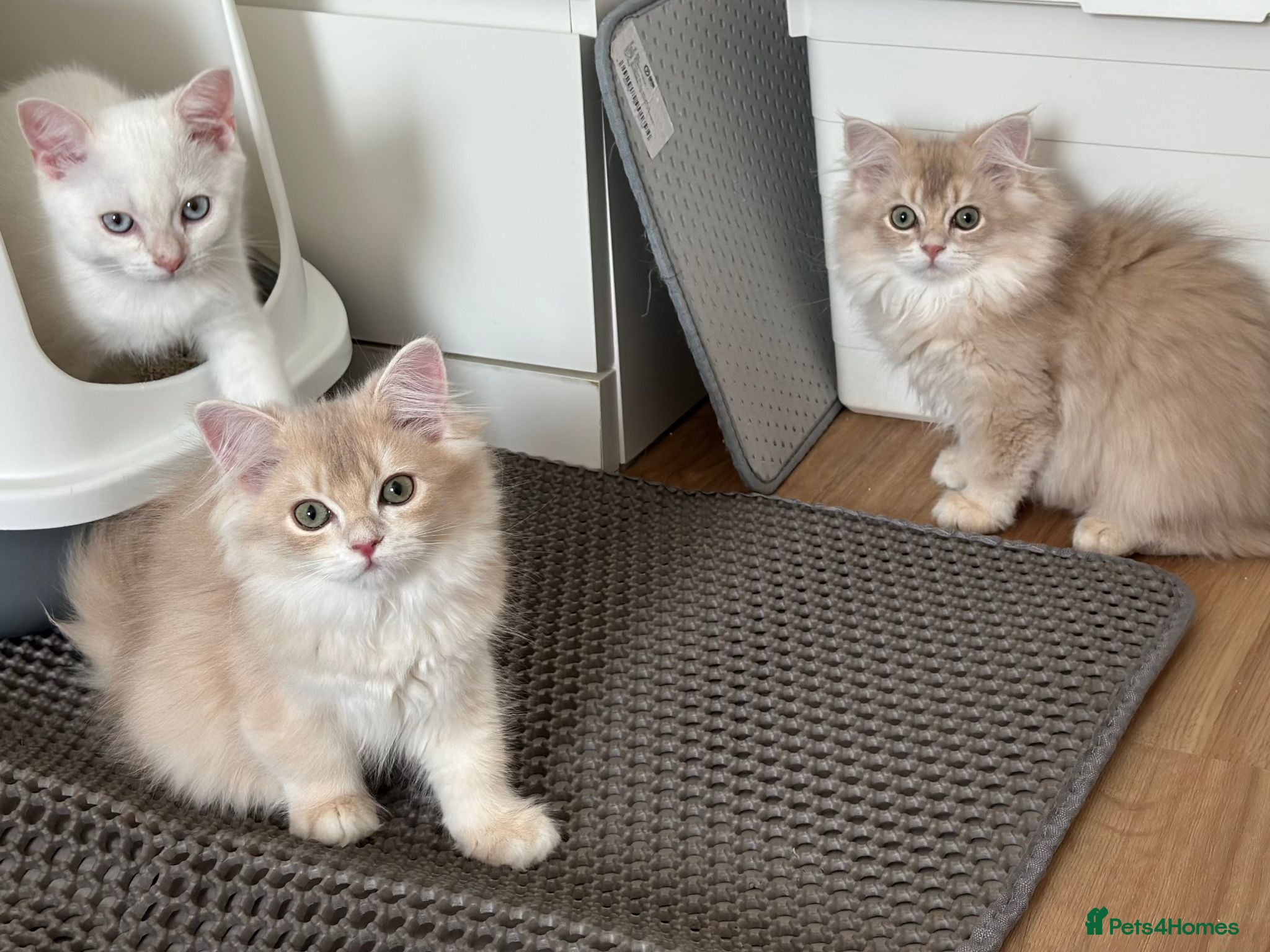 British Longhair cats Loving Lilac Golden British Longhair Girls - Advert 11