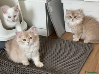 British Longhair cats Loving Lilac Golden British Longhair Girls - Advert 6