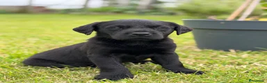 Labrador Retriever 1