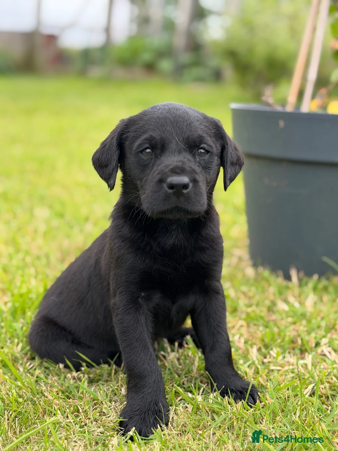 Labrador Retriever dogs for sale: Labrador puppies  - Advert 2