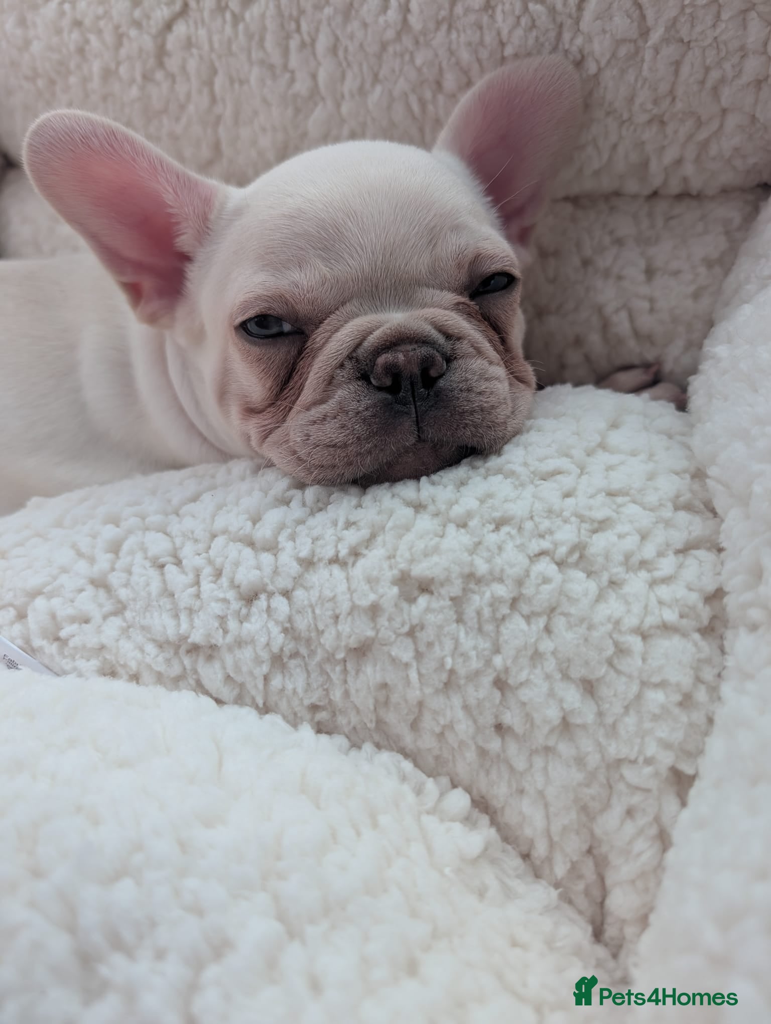 French Bulldog dogs *REDUCED* 1 boy left £1000 - Advert 14