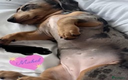 Miniature Dachshund dogs for sale: Mabel the miniature dachshund - Image 5