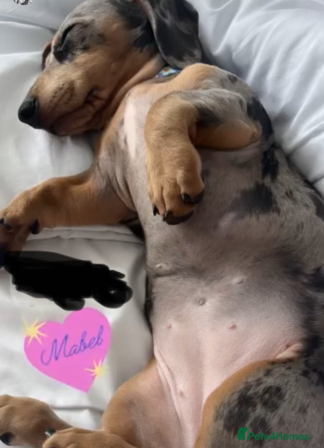 Miniature Dachshund dogs for sale: Mabel the miniature dachshund - Image 5