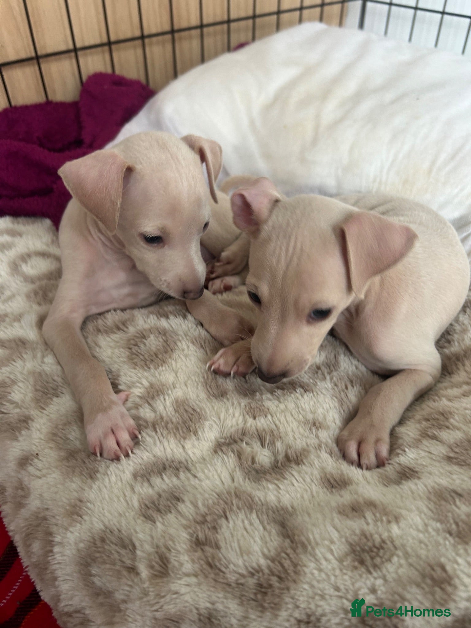 Italian Greyhound dogs Two handsome Italian Greyhound Puppies   - Advert 18