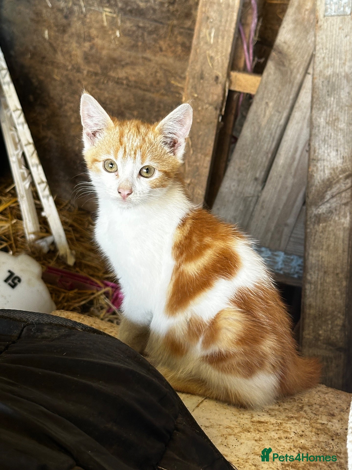 Mixed Breed cats Farm kittens looking for homes - Advert 12