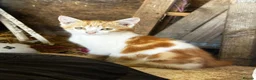 Mixed Breed cats for sale: Farm kittens looking for homes - Advert 10