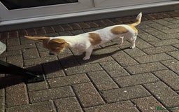 Mixed Breed dogs for sale: Jack Russel x chihuahua - Image 3