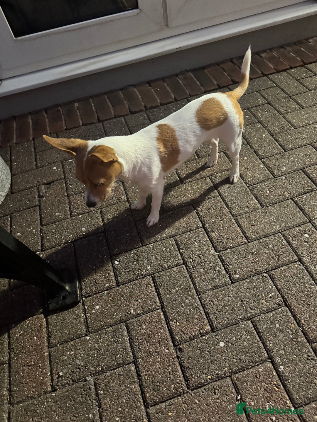 Mixed Breed dogs for sale: Jack Russel x chihuahua - Image 3