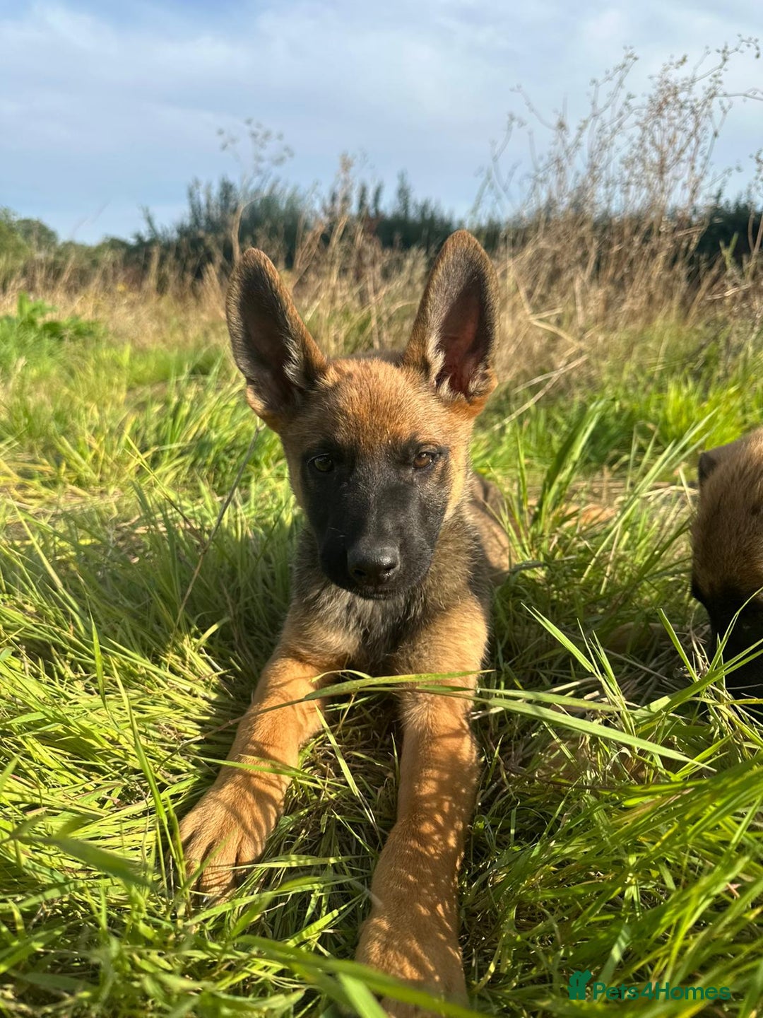 Mixed Breed dogs for sale: German shepherd x Belgian shepherd puppies - Image 25