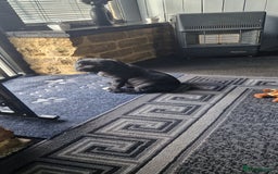 Staffordshire Bull Terrier dogs for sale: Black Female Staffordshire Bull Terrier - Image 7