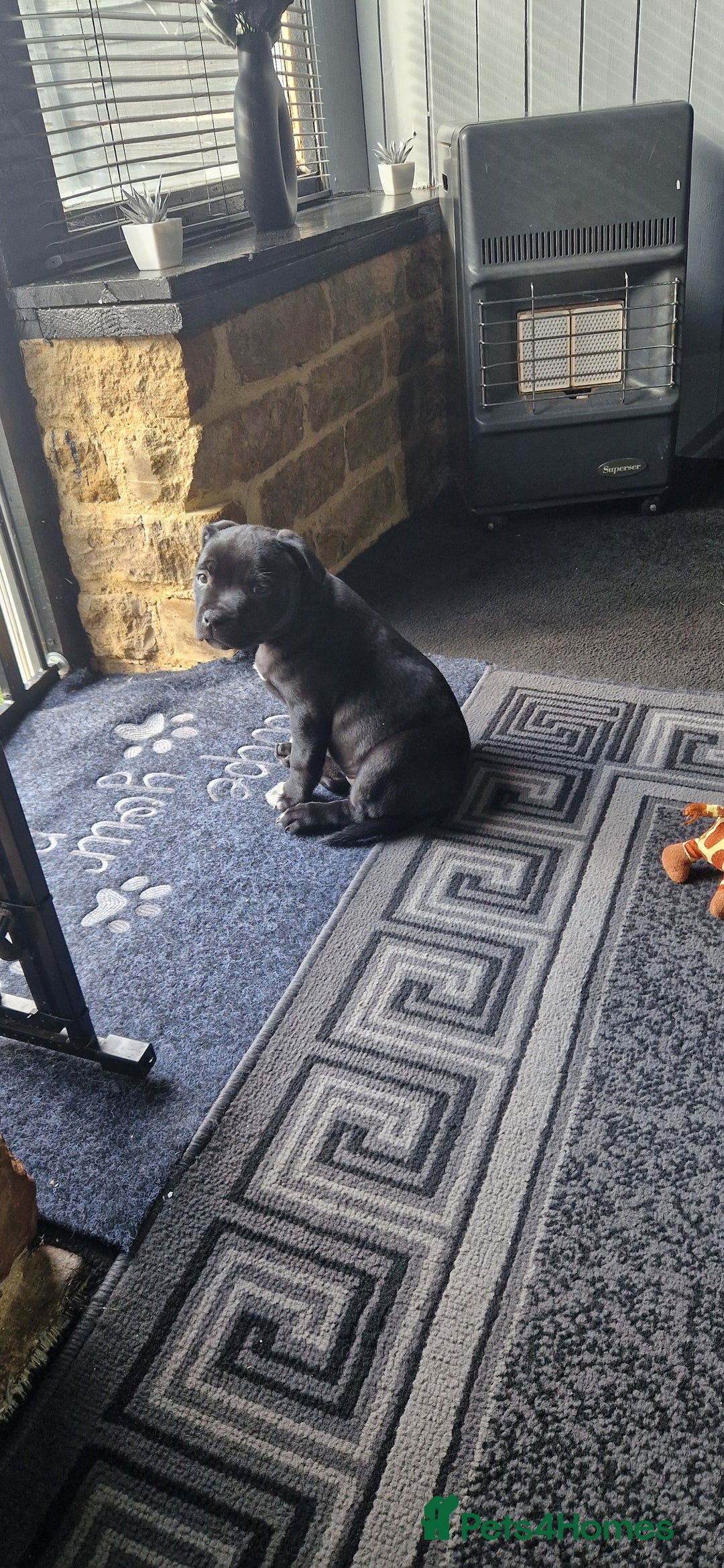 Staffordshire Bull Terrier dogs for sale: Black Female Staffordshire Bull Terrier - Image 7