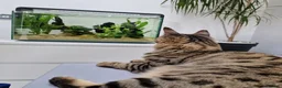 Mixed Breed cats for sale: Looking for a Home of Handsome BengalxMaine Coon in Hinckley - Advert 5