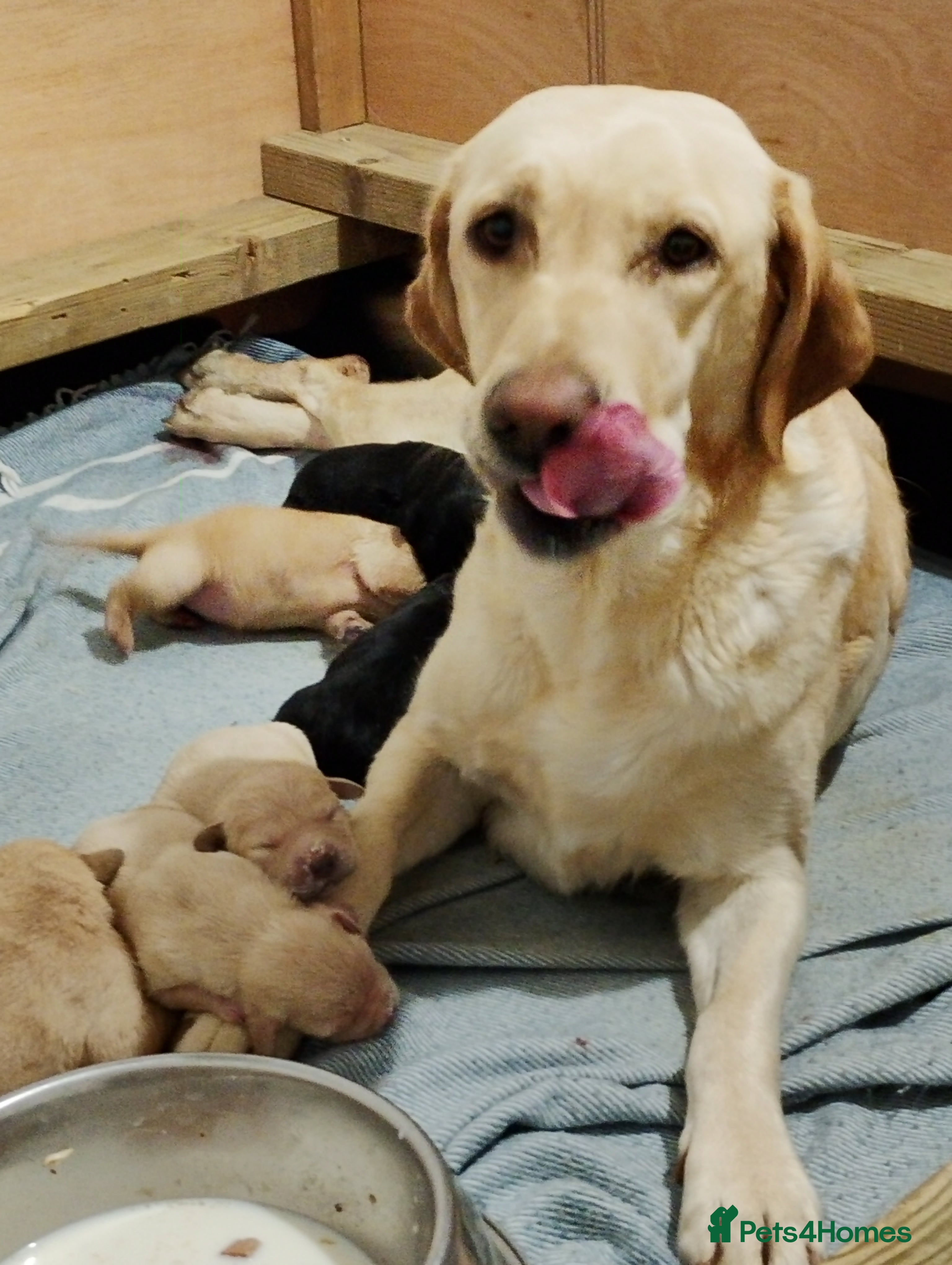 Labrador Retriever dogs Labrador puppies for sale  - Advert 7