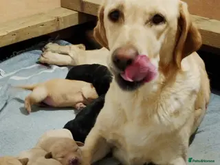 Labrador Retriever dogs Labrador puppies for sale - Advert 1