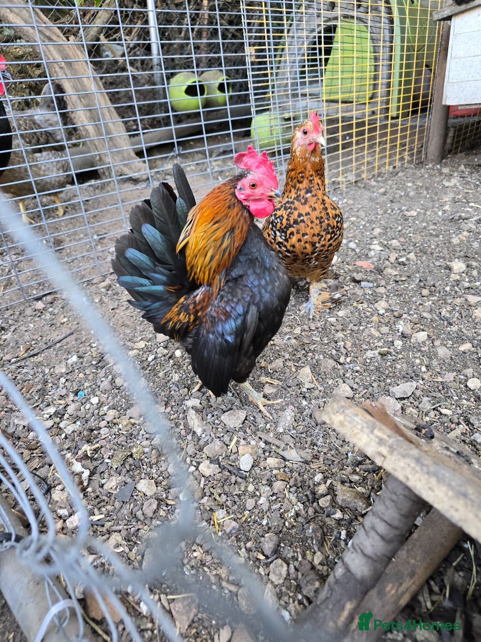 Chickens poultry Serama Cockerel - Advert 9