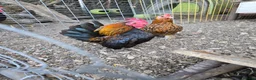 Chickens poultry for sale: Serama Cockerel - Advert 1