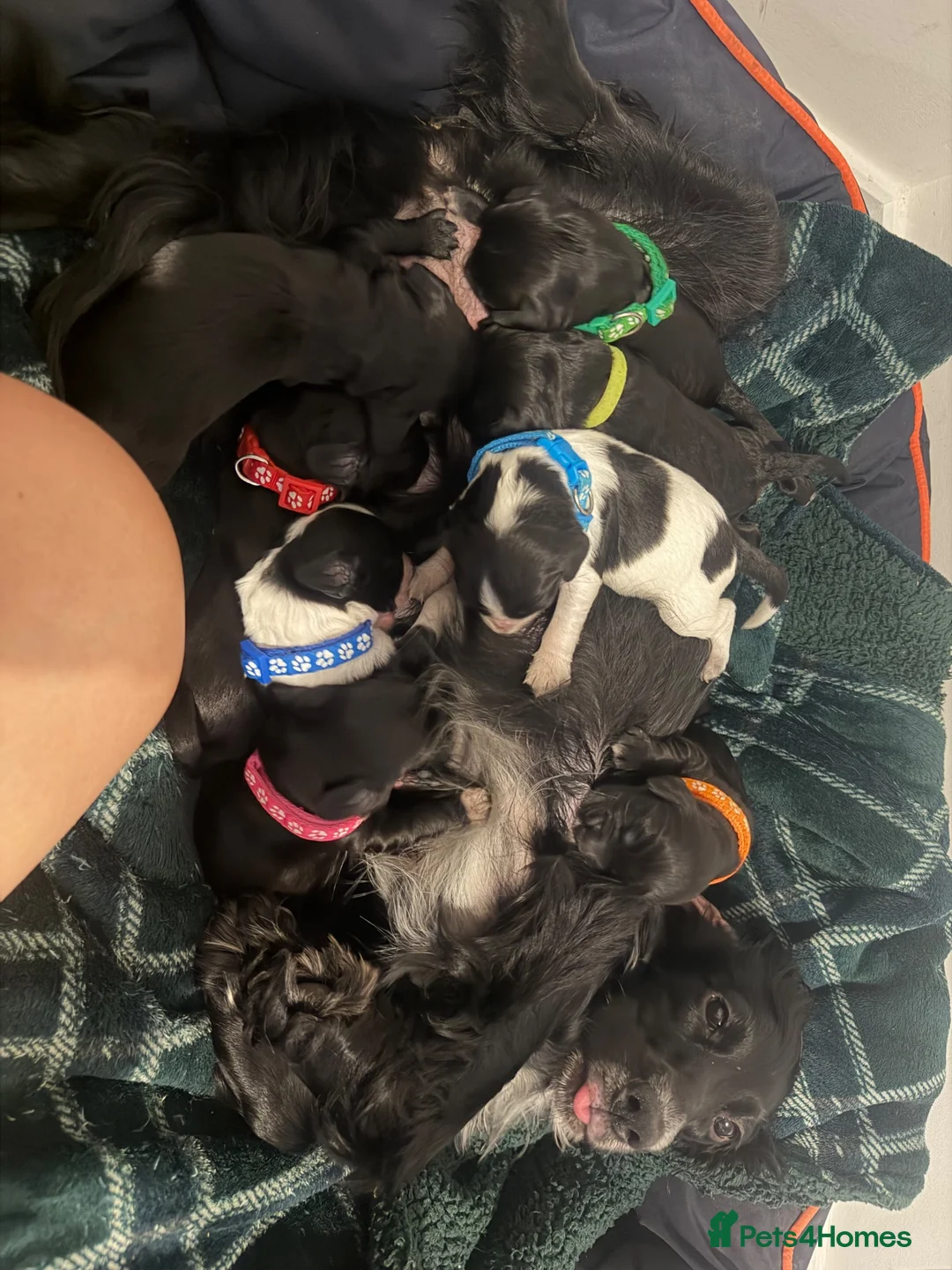 Cocker Spaniel dogs for sale: Cocker spaniel puppies  - Advert 15
