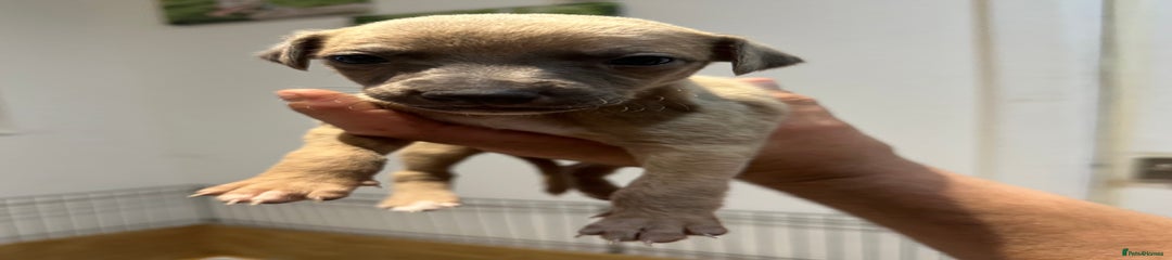 Whippet Puppy 4