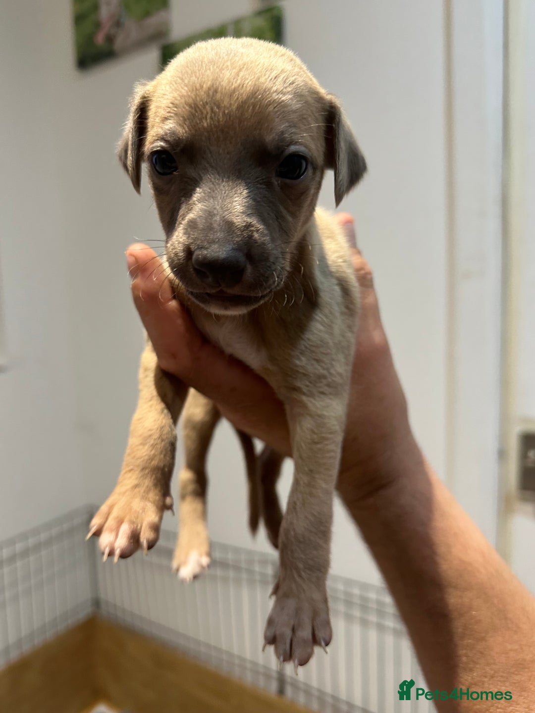 Whippet dogs for sale: Kc reg whippets  - Image 12