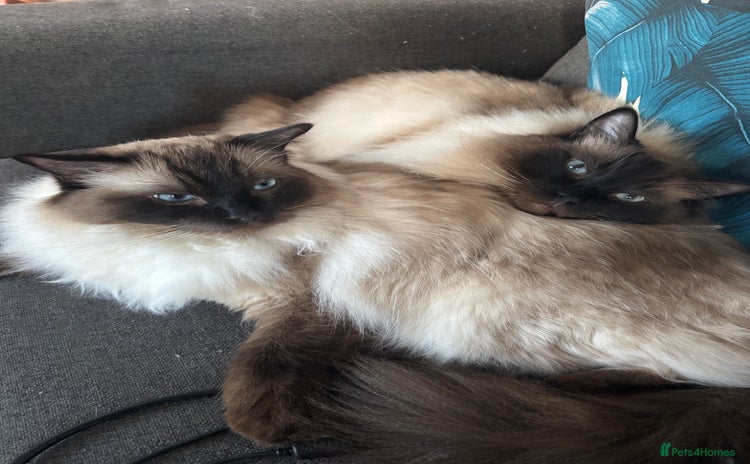 Ragdoll cats - Advert 1