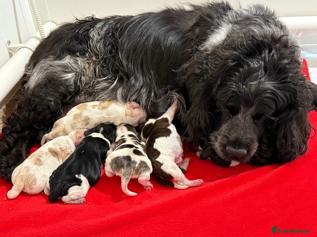 Cocker Spaniel dogs for sale: Ready now - fully health tested show cocker boy  - Image 4