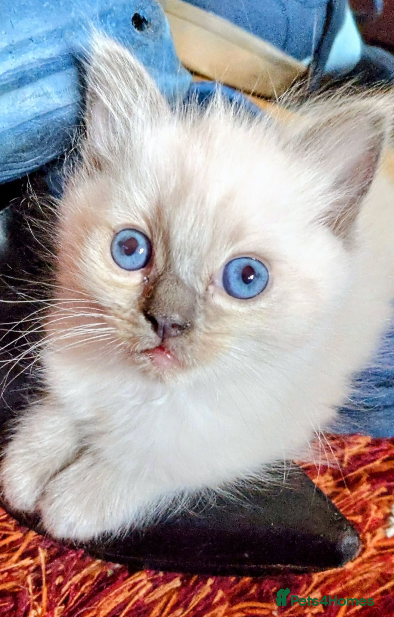 Ragdoll cats Three gorgeous Ragdoll babies  - Advert 2