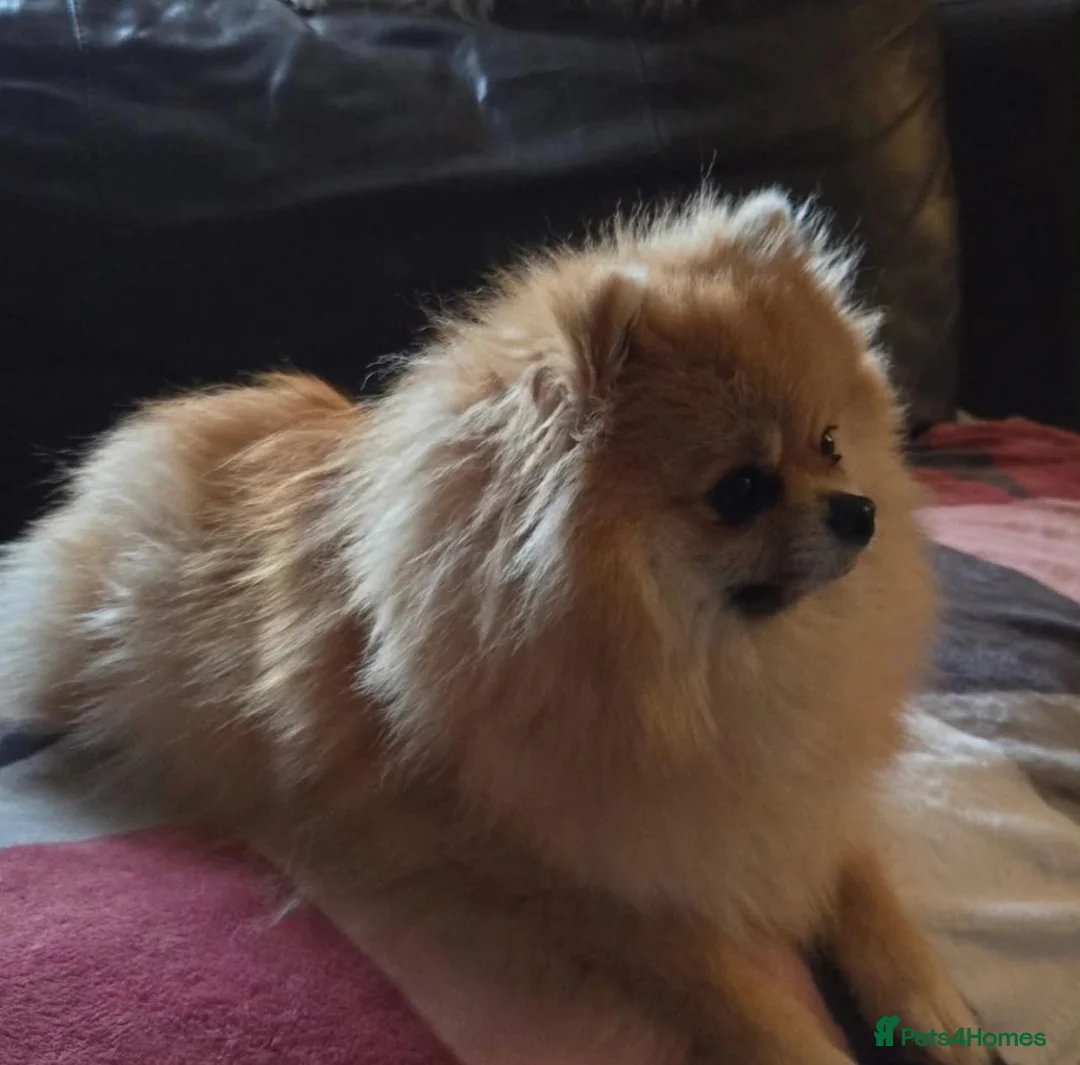 Pomeranian dogs for sale: Stunning 😍 Pomeranian puppies  - Advert 2