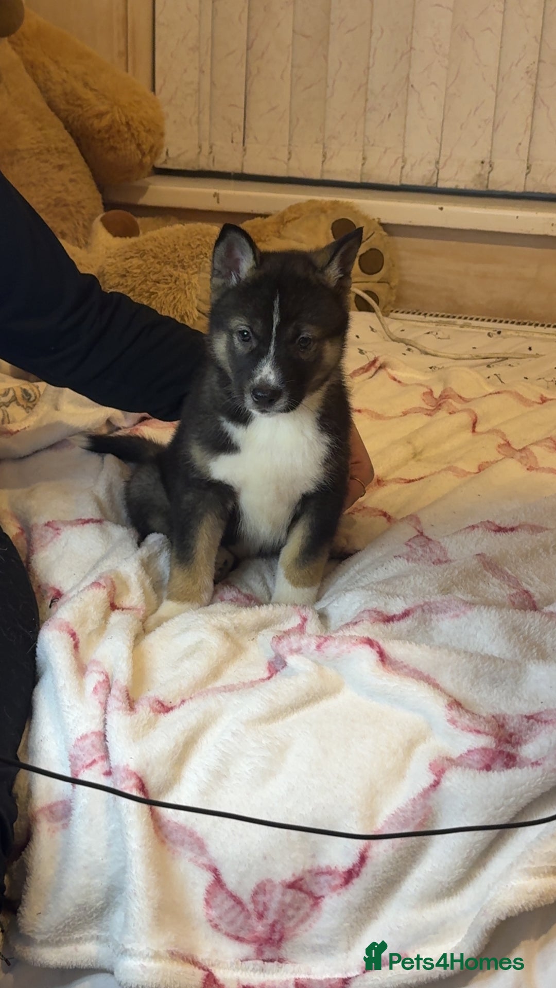 Siberian Husky dogs for sale: Siberian husky  - Advert 11