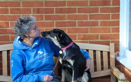 Mixed Breed dogs for adoption: Sweet Stella - reserved - Advert 16