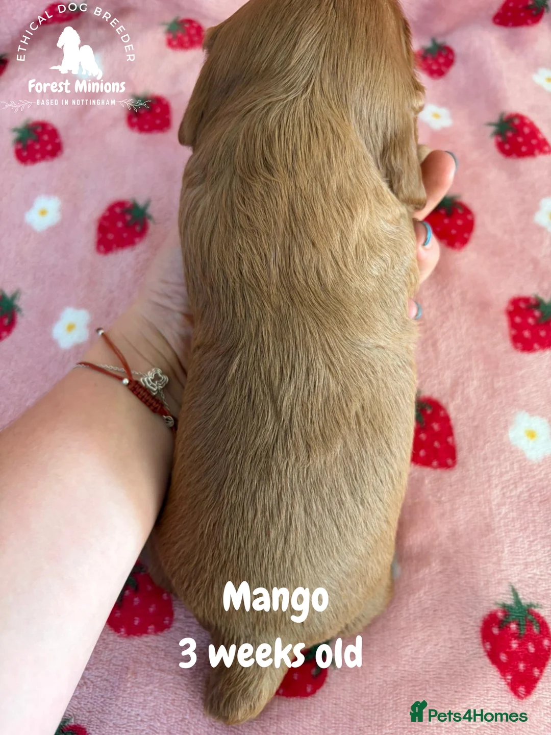 Cavalier King Charles Spaniel dogs for sale: Beautiful KC Cavalier King Charles Spaniel puppies - Advert 8