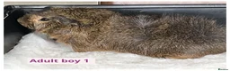 Guinea Pig rodents for sale: Beautiful baby boys, and adult boys. - Advert 4